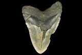 Bargain, Fossil Megalodon Tooth - Massive Meg Tooth #147399-1